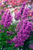 Lilac (Syringa sp.)