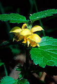 Yellow archangel (Lamiastrum galeobdelon)