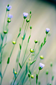 Flax (Linum narbonense)