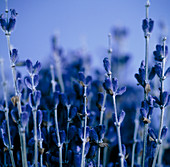 Dried lavender