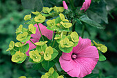 Lavatera trimestris 'Ruby Regis'