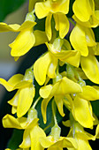 Laburnum flowers (Laburnum sp.)