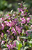 Lamium maculatum 'Beacon Silver'