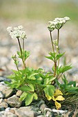 Scotch lovage (Ligusticum scothicum)