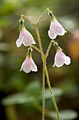 Twinflower (Linnaea borealis)