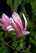 Magnolia JANE