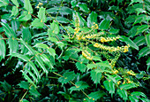 Mahonia CHARITY