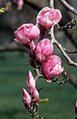 Magnolia buds (Magnolia x soulangeana)