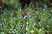 Blue poppy (Meconopsis grandis)