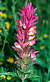 Field cow wheat (Melampyrum arvense)