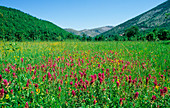 Field cow wheat (Melampyrum arvense)