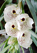 Ghost flower (Mohavea confertiflora)