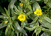 Blazing star (Mentzelia sp.)