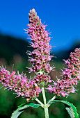 Horsemint (Mentha longifolia)