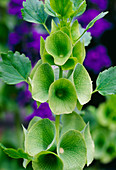 Bells of Ireland (Moluccella laevis)