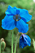 Blue poppy (Meconopsis x sheldonii)