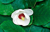 Magnolia flower (Magnolia sp.)