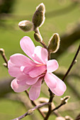 Star magnolia (Magnolia stellata 'Rosea')