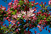 Crabapple blossom (Malus sp.)