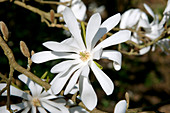 Star magnolia (Magnolia stellata)