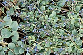 Oyster plant (Mertensia maritima)