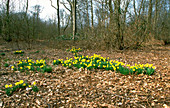 Narcissus pseudonarcissus