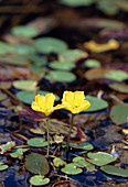 Nymphoides peltata