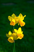 Narcissus Tete-a-Tete