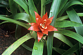 Neoregelia princeps flower