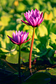 Water lilies (Nymphaea sp.)