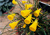 Narcissus bulbocodium 'Connie'
