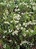 Olearia nummulariifolia