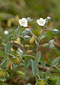 Omphalodes (Omphalodes littoralis)