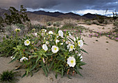 Desert primrose (Oenothera deltoides)