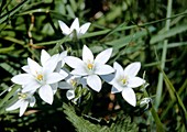 Ornithogalum umbellatum