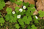 Wood sorrel (Oxalis acetosella)