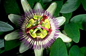 Passiflora caerulea