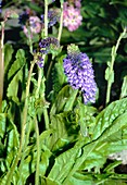 Wulfenia carinthiaca