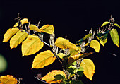 Fallopia japonica