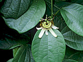 Passiflora helleri