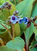 Pulmonaria angustifolia Munstead Blue