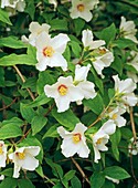 Philadelphus Belle Etoile