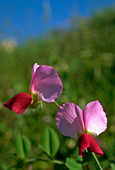 Pisum sativum subsp elatius