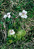 Pinguicula corsica