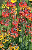 Primula bulleyana hybrids