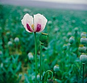 Papaver somniferum