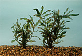 Potamogeton crispus