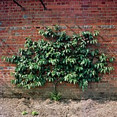 Prunus persica