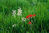 Penstemon arkansas