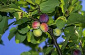 Plums ripening on tree